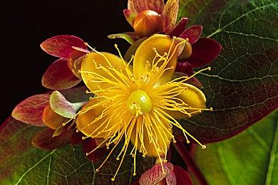 《JOJO的奇妙冒险：群星之战 重制版》今秋上线 收录50位动画角色